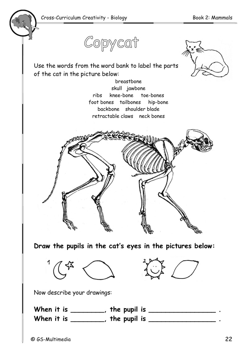 Cross Curriculum Creativity – Biology – Book 2: Mammals