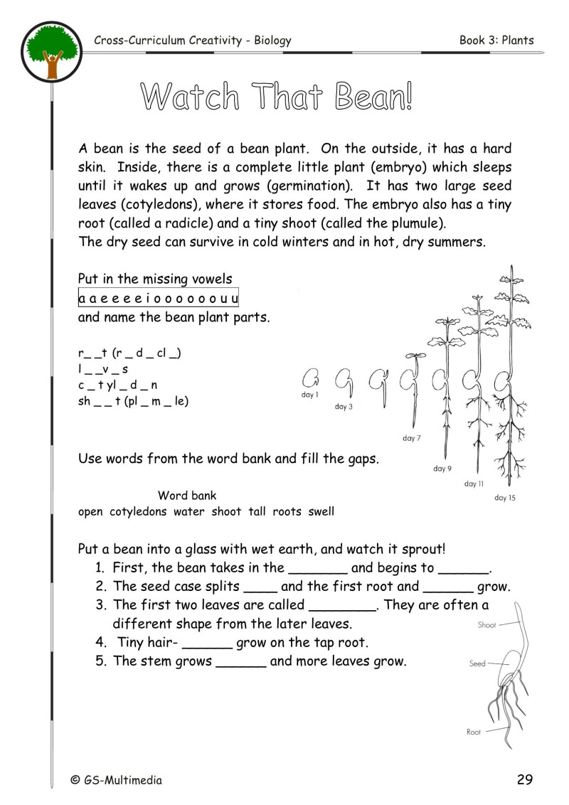 Cross Curriculum Creativity – Biology – Book 3: Plants