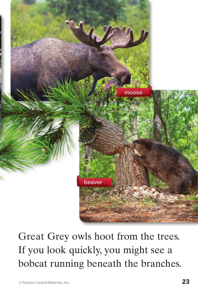 A1 – Step into the Forest