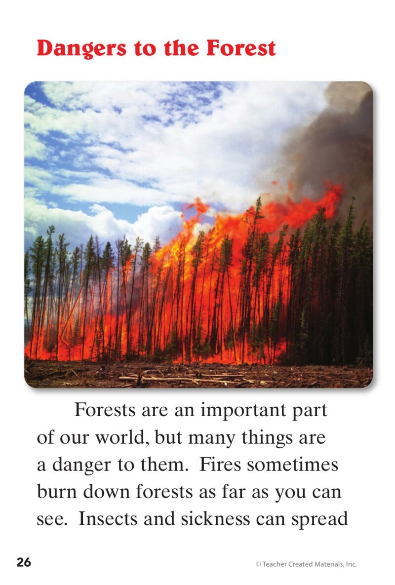 A1 – Step into the Forest