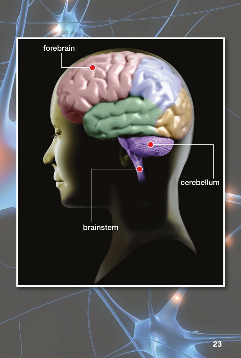 A1 – Look Inside: Your Brain