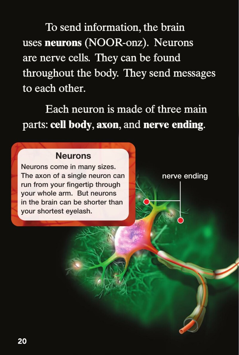 A1 – Look Inside: Your Brain