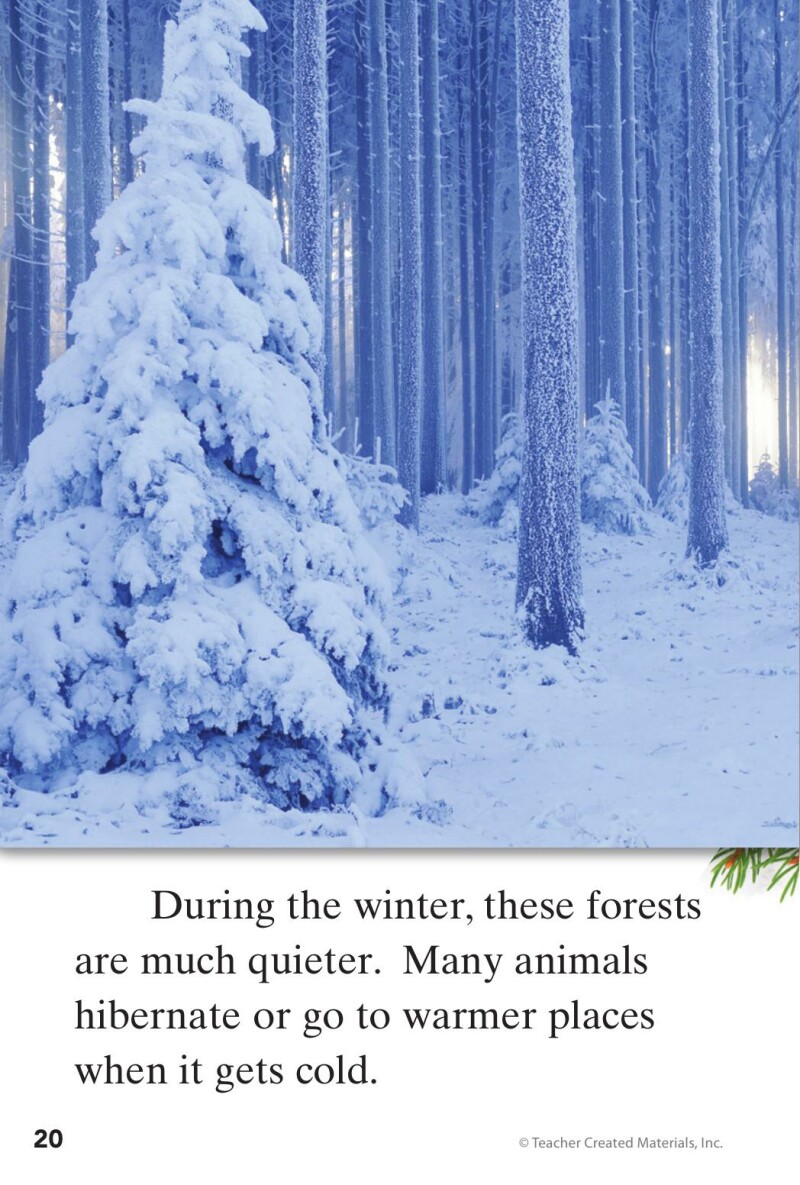 A1 – Step into the Forest