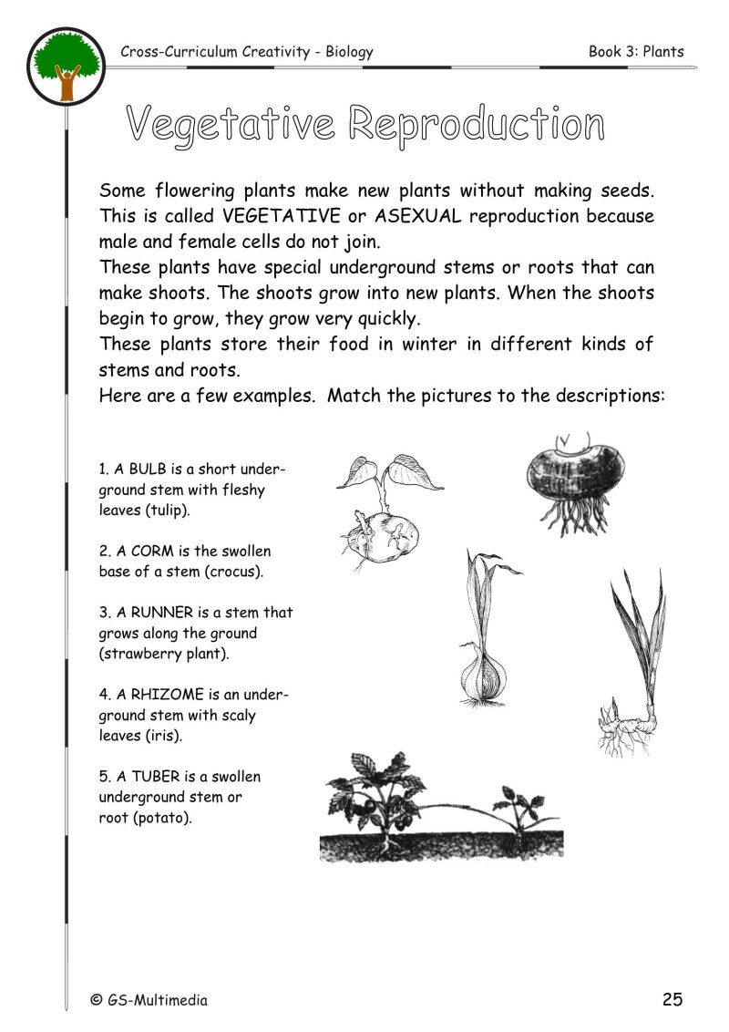 Cross Curriculum Creativity – Biology – Book 3: Plants