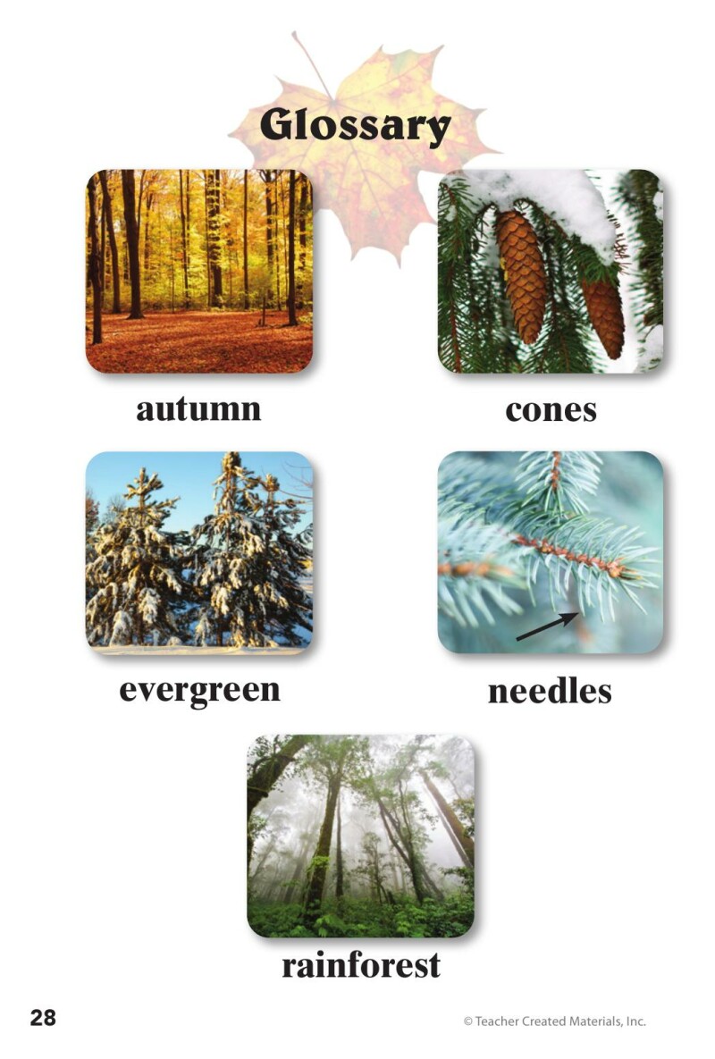 A1 – Step into the Forest