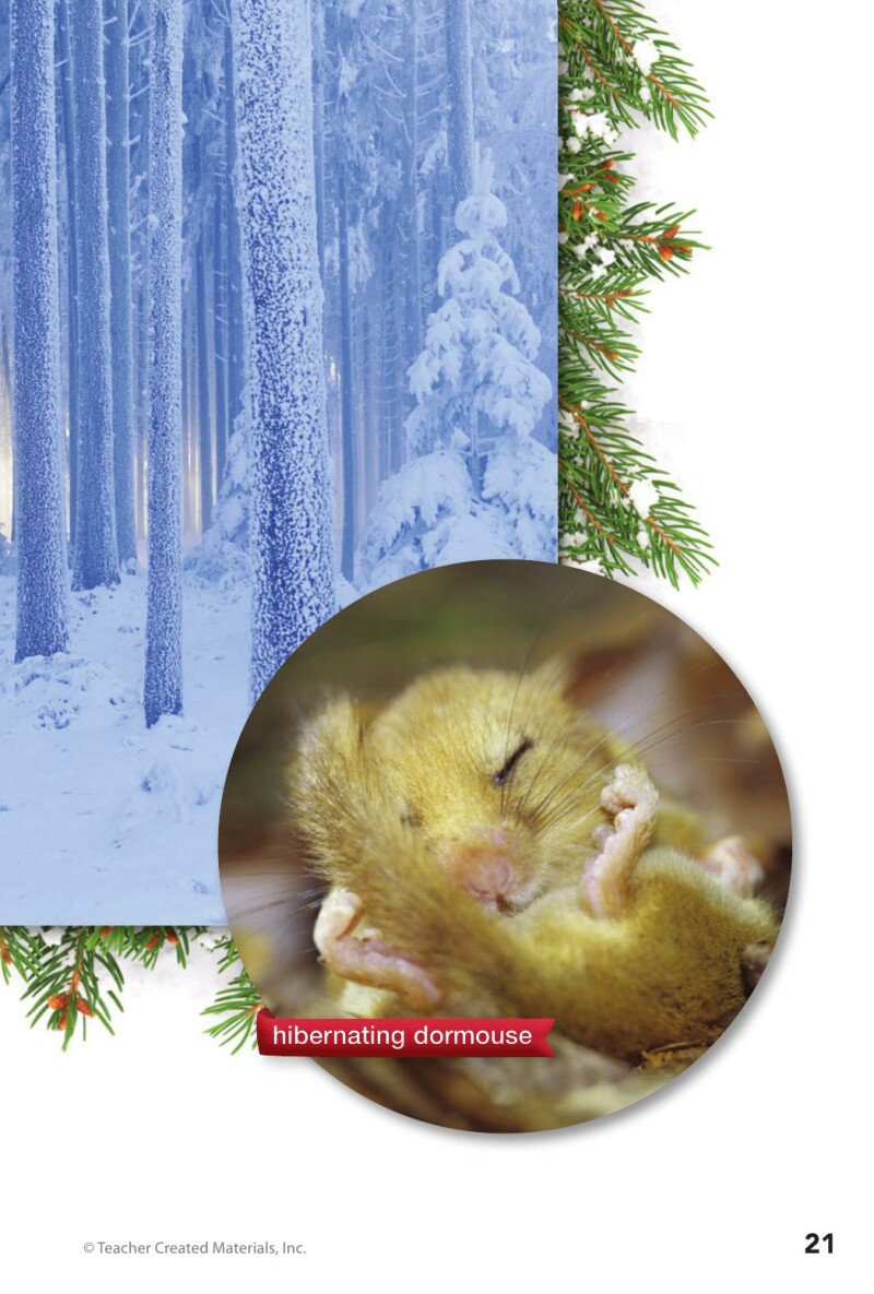 A1 – Step into the Forest