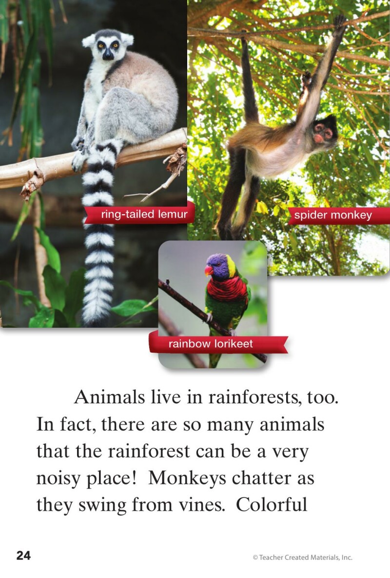 A1 – Step into the Forest