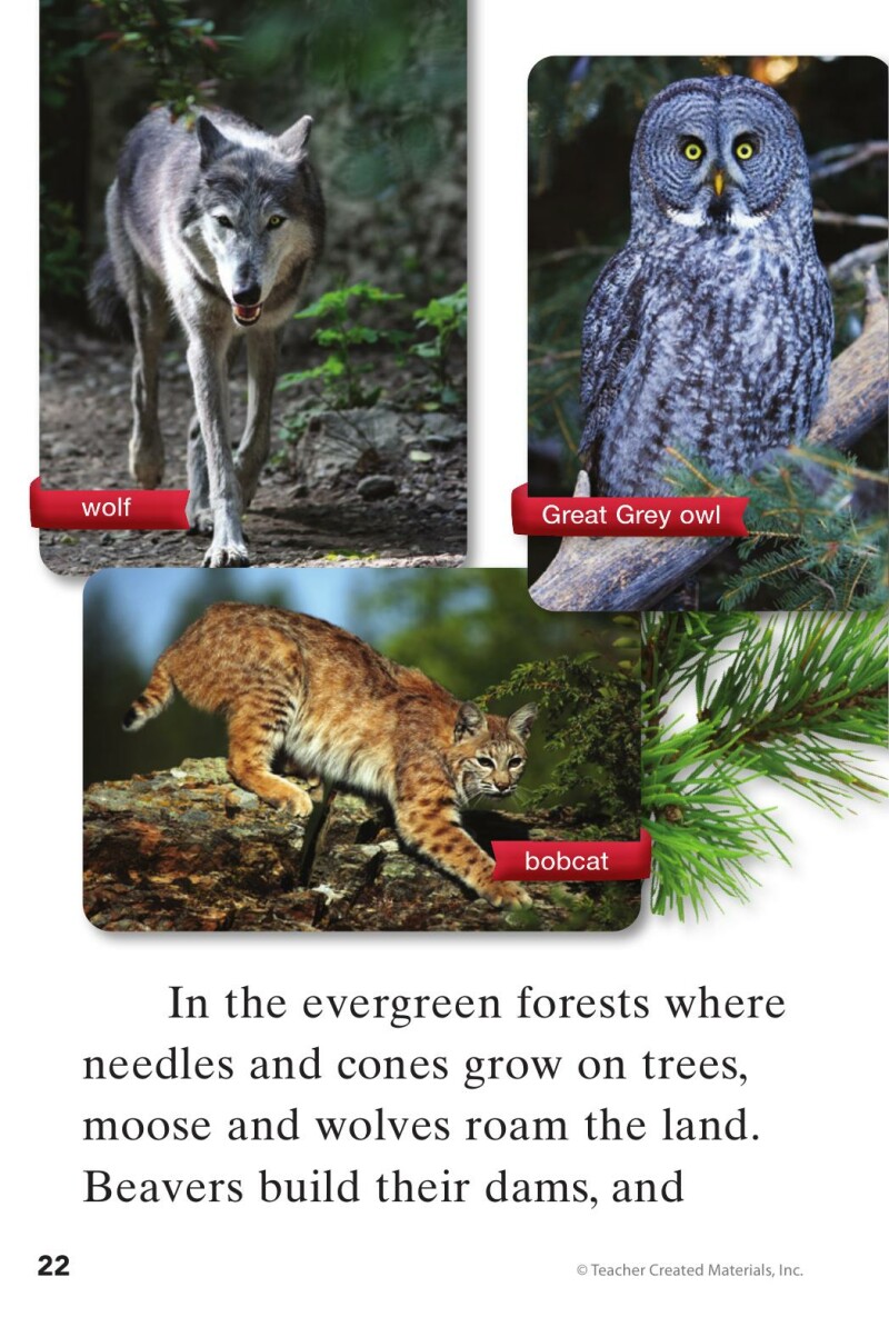 A1 – Step into the Forest