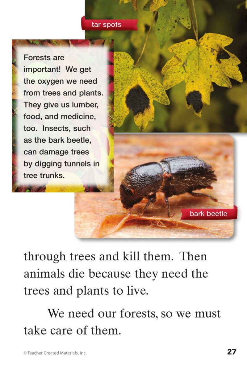 A1 – Step into the Forest