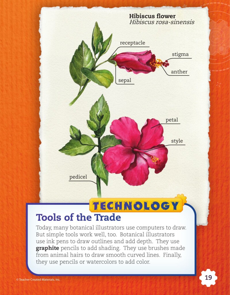 A2 – Botanical Illustration