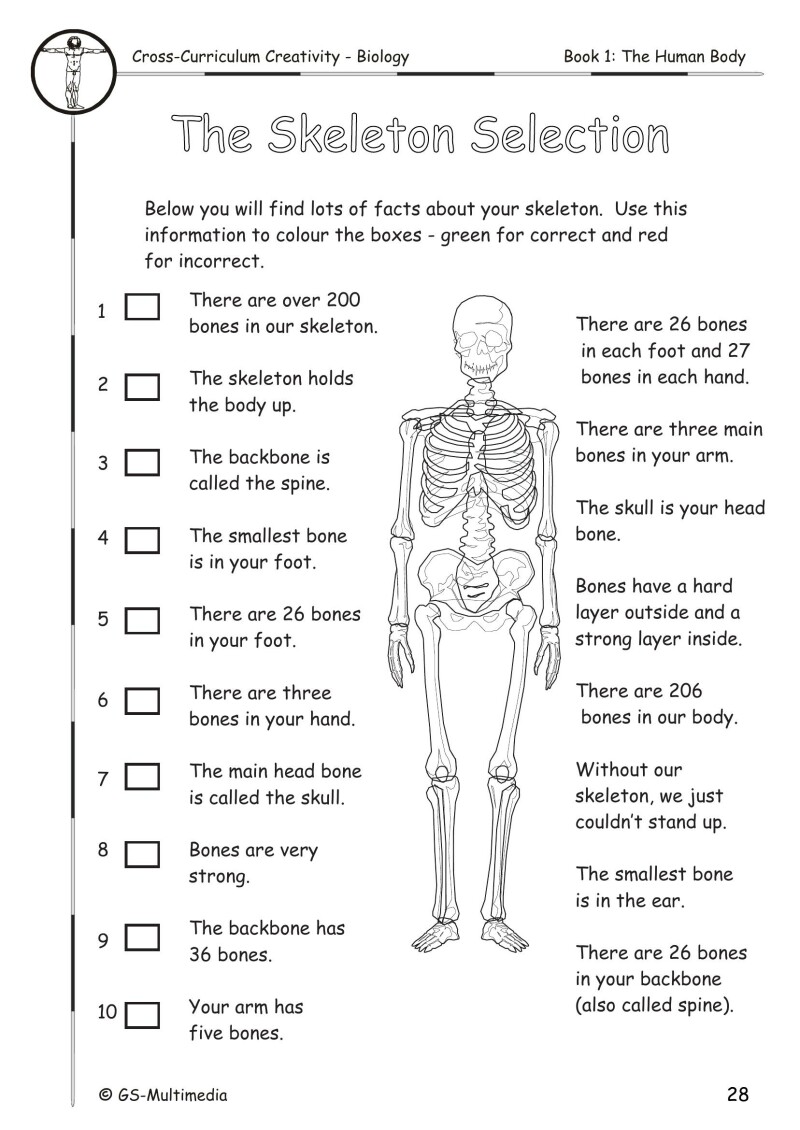 Cross Curriculum Creativity – Biology – Book 1: The Human Body