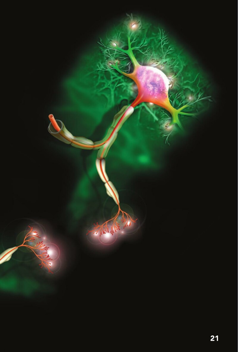 A1 – Look Inside: Your Brain