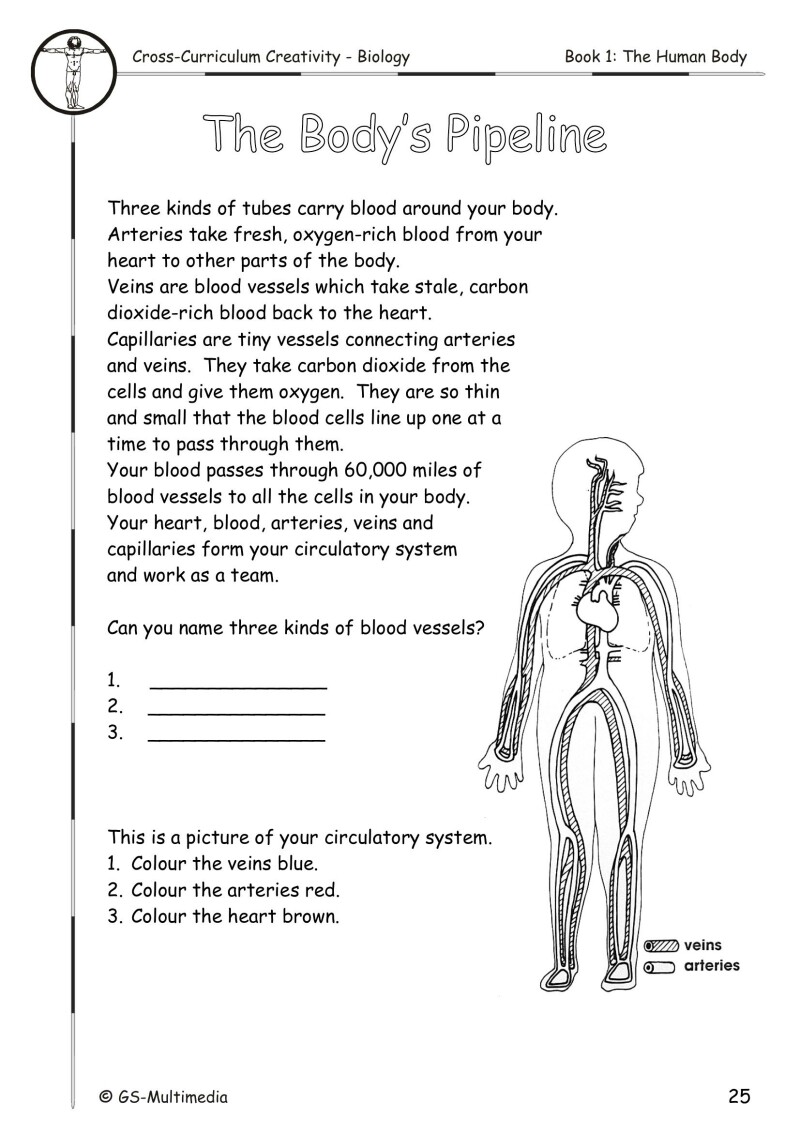Cross Curriculum Creativity – Biology – Book 1: The Human Body