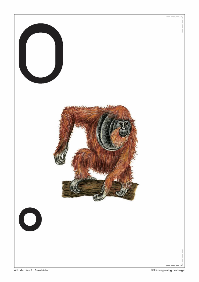 ABC der Tiere 1 - Schulbuch: Ankerbilder der Buchstaben