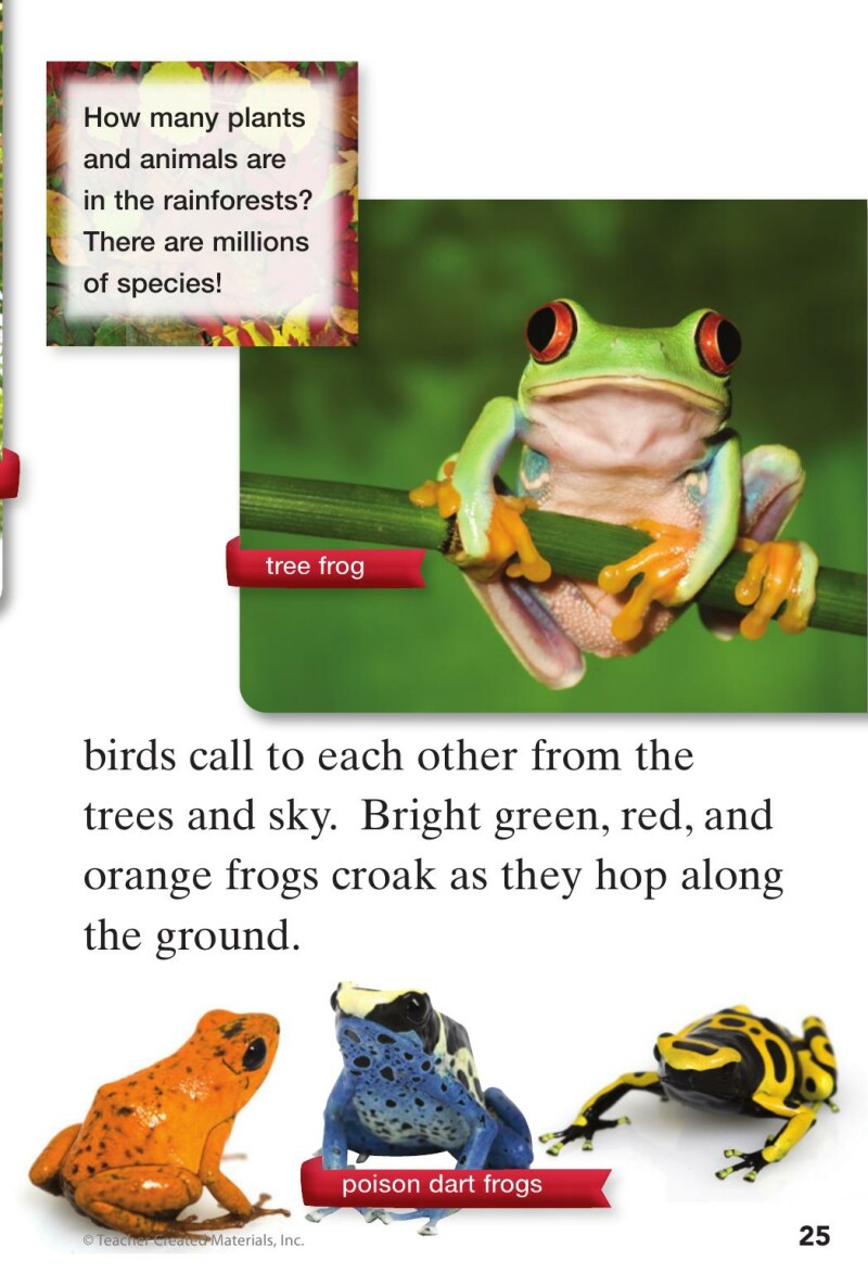 A1 – Step into the Forest